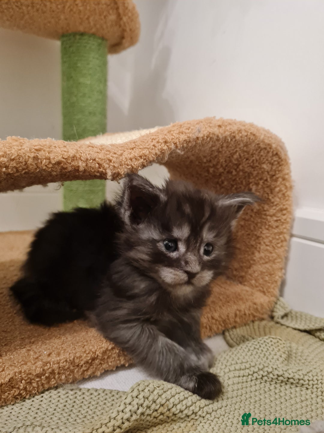 Maine Coon cats for sale: Maine coon kittens  - Advert 3