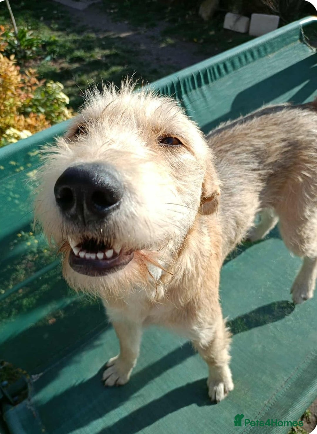 Mixed Breed dogs for adoption: 💖🐶 LUCHIA 🐶💖 - Advert 8