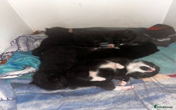European cats for sale: Kittens - Image 1
