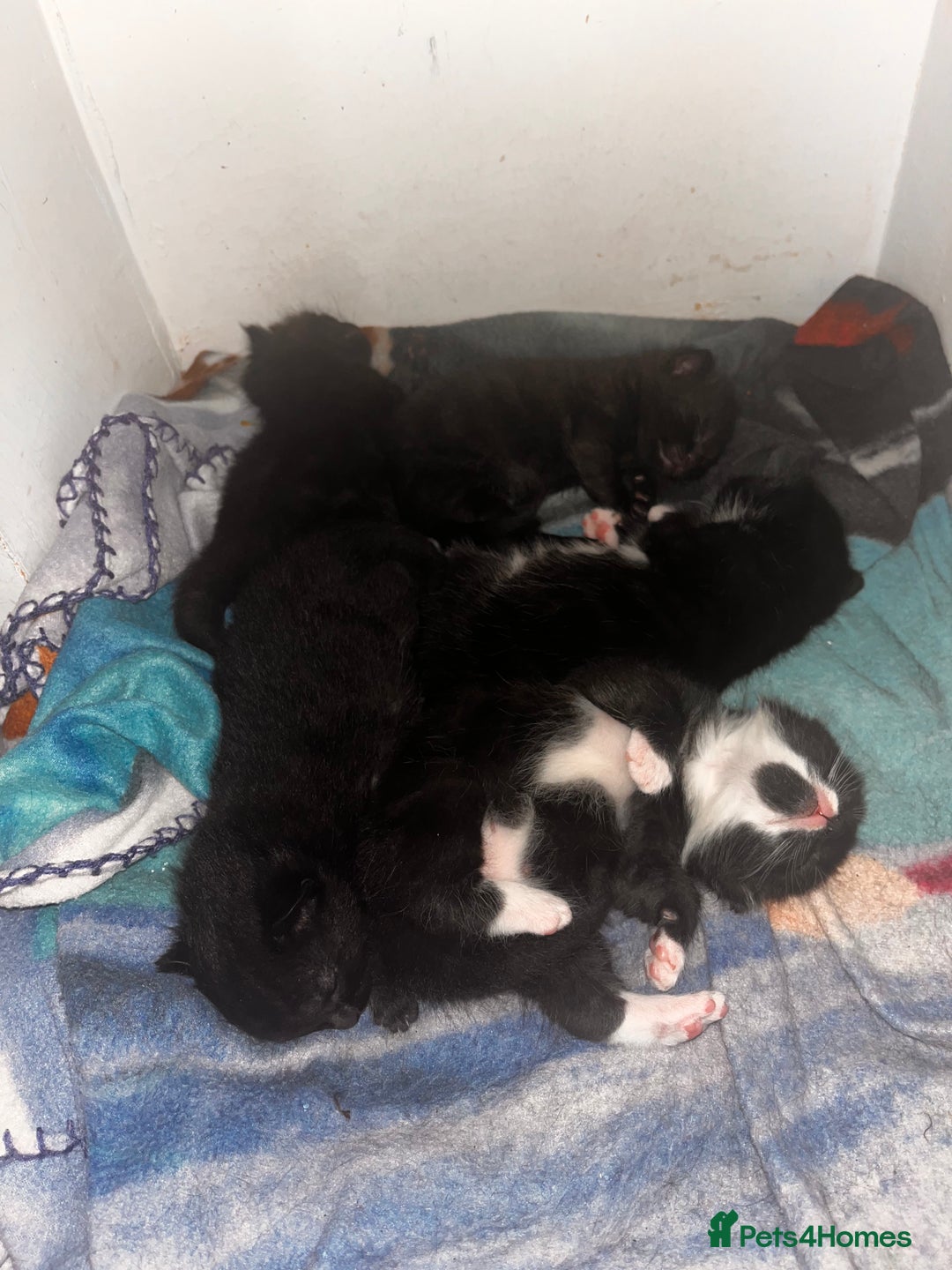 European cats for sale: Kittens - Image 1