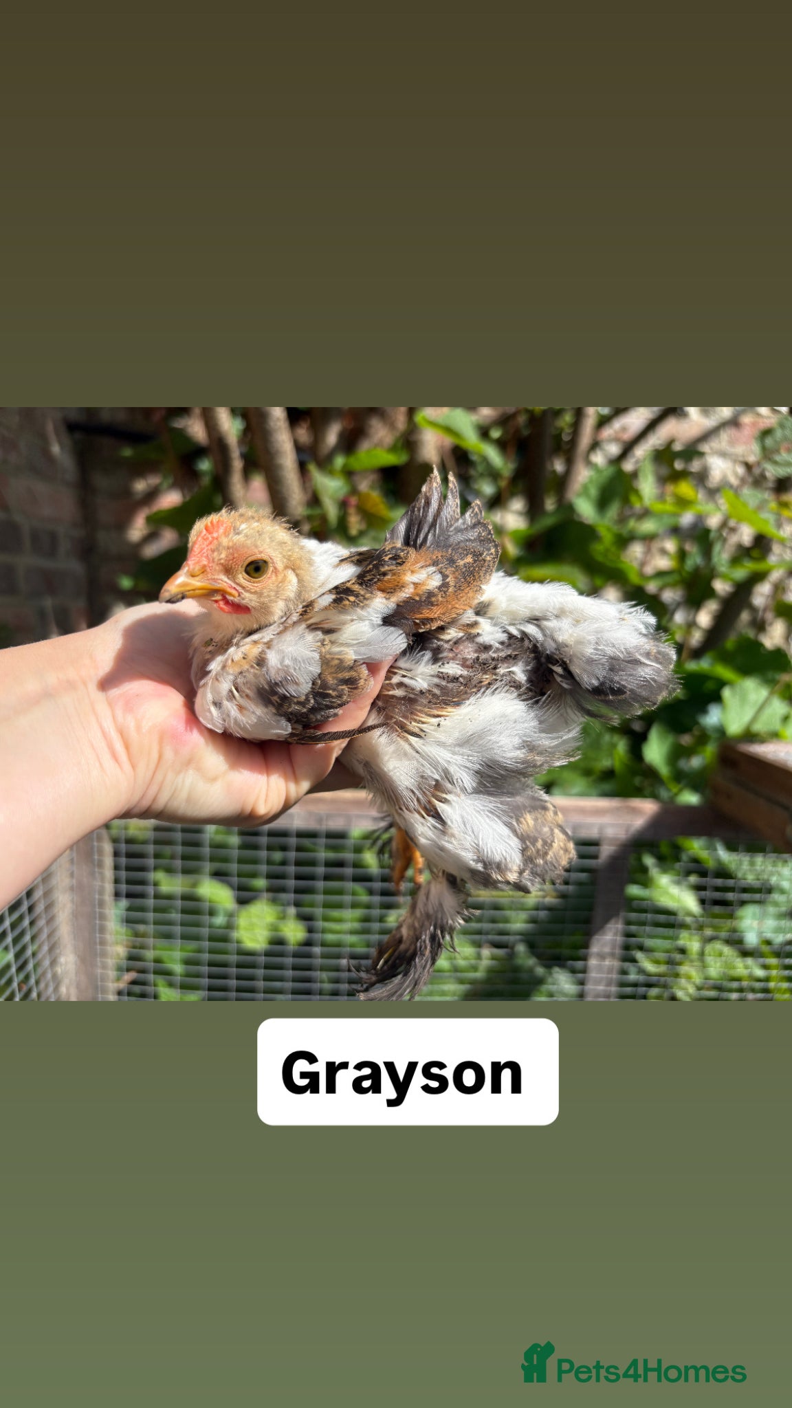 Chickens poultry Pure Pekin Roos including frizzle  - Advert 17