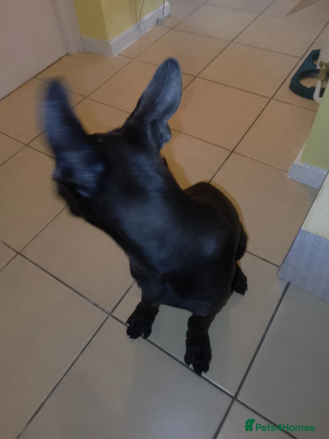Mixed Breed dogs for sale: Belgian Malinois Male  in London - Advert 2