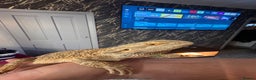 Bearded Dragon reptiles for sale: Bearded dragon with enclosure  - Advert 1