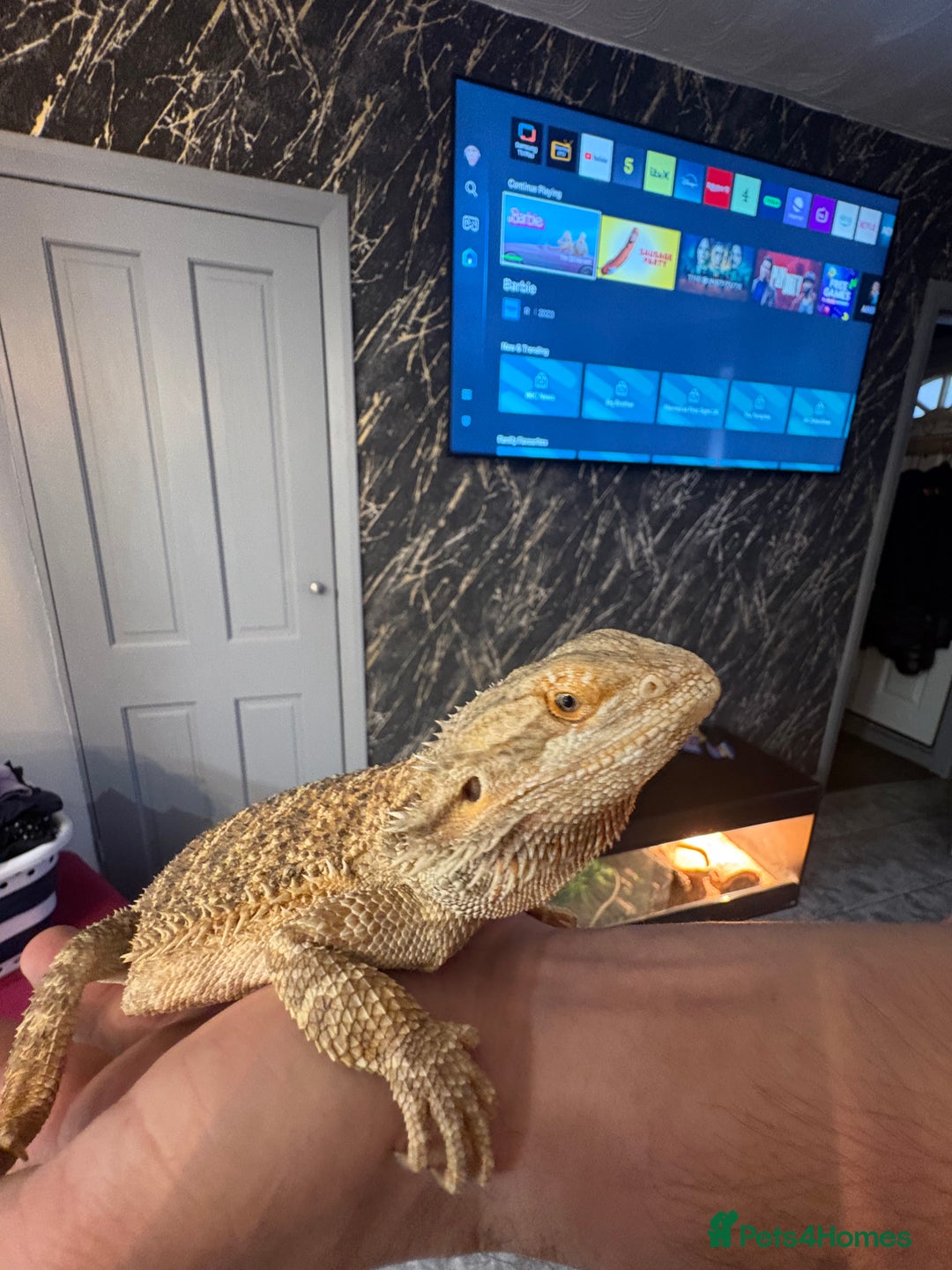 Bearded Dragon reptiles for sale: Bearded dragon with enclosure  - Advert 1