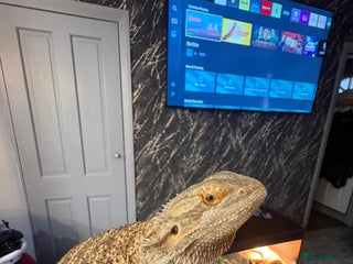 Bearded Dragon reptiles Bearded dragon with enclosure - Advert 1