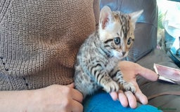 Bengal cats for sale: Ready Now stunning Bengal kittens - Image 10
