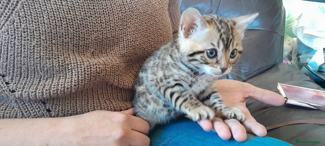 Bengal cats for sale: Ready Now stunning Bengal kittens - Image 10