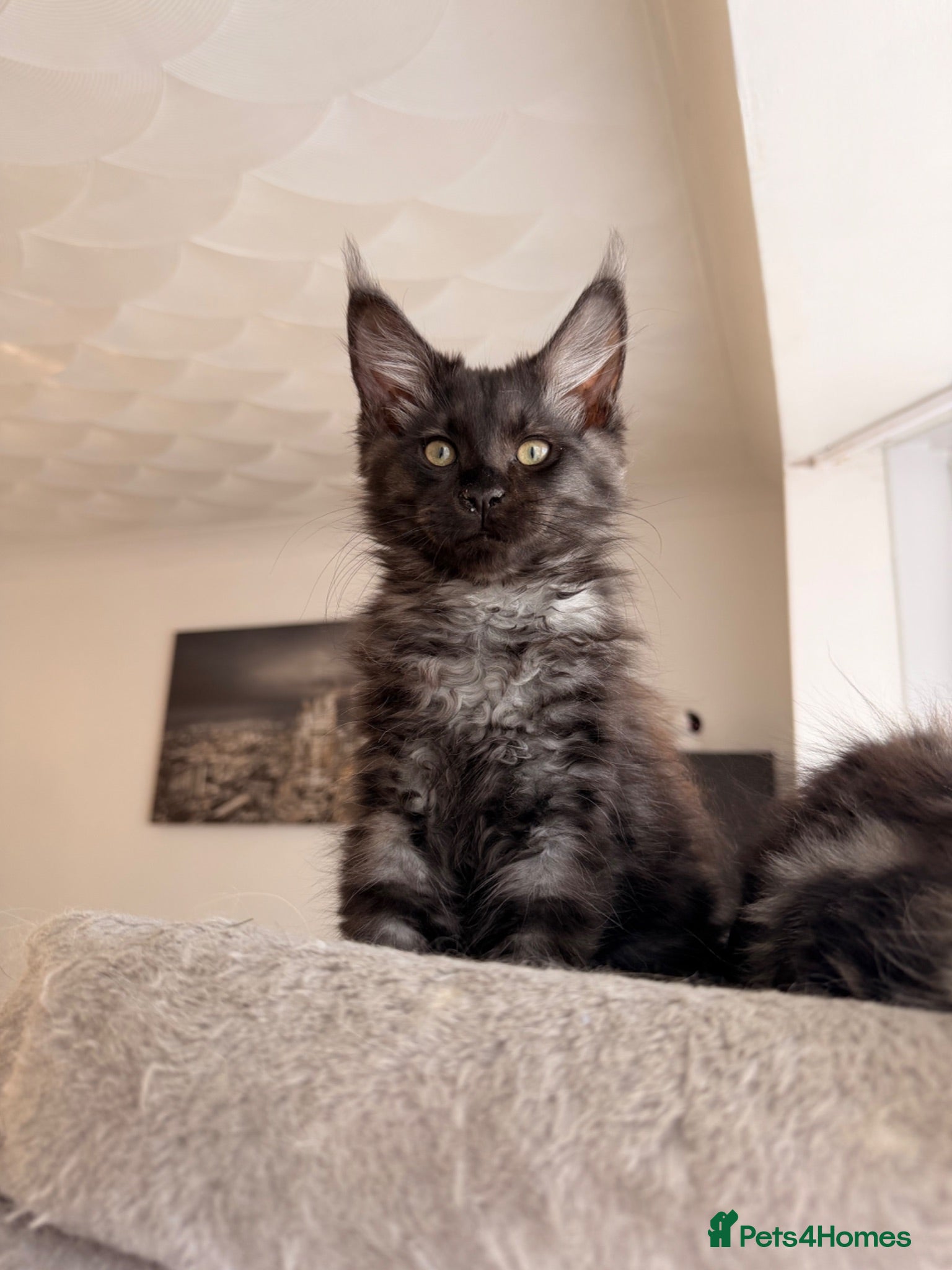 Maine Coon cats 4 stunning babies - Advert 1