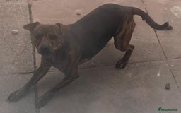 Mixed Breed dogs for sale: Patterjack male for sale - Image 1