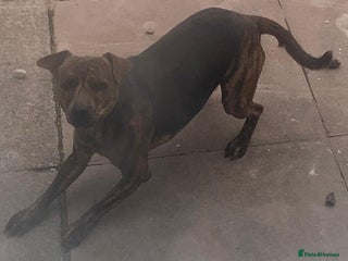 Mixed Breed dogs - Advert 28