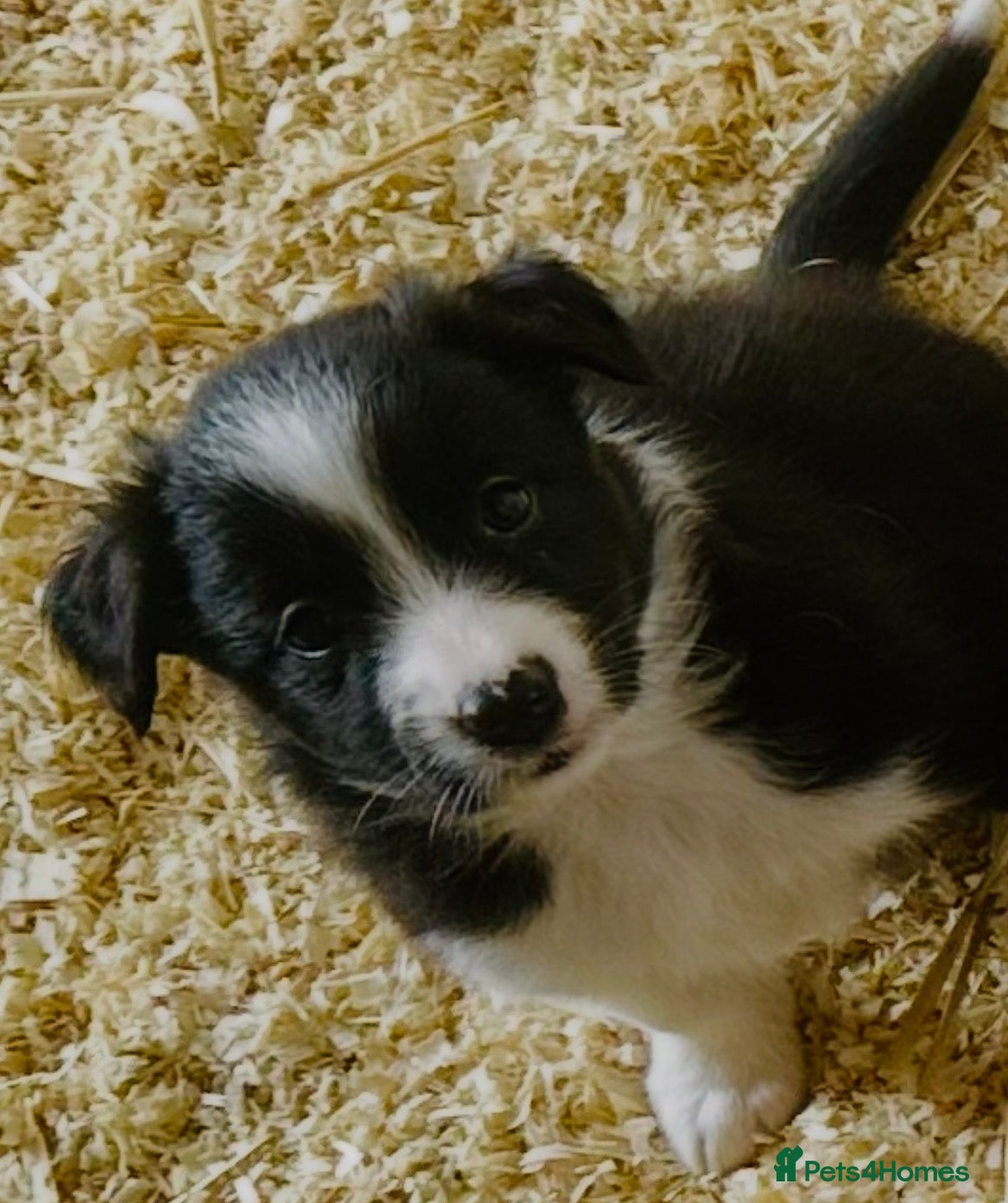 Border Collie dogs for sale: Beautiful Border Collie Puppies  - Advert 5