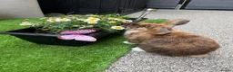 Mini Lop rabbits for sale: Mini lop  - Advert 3