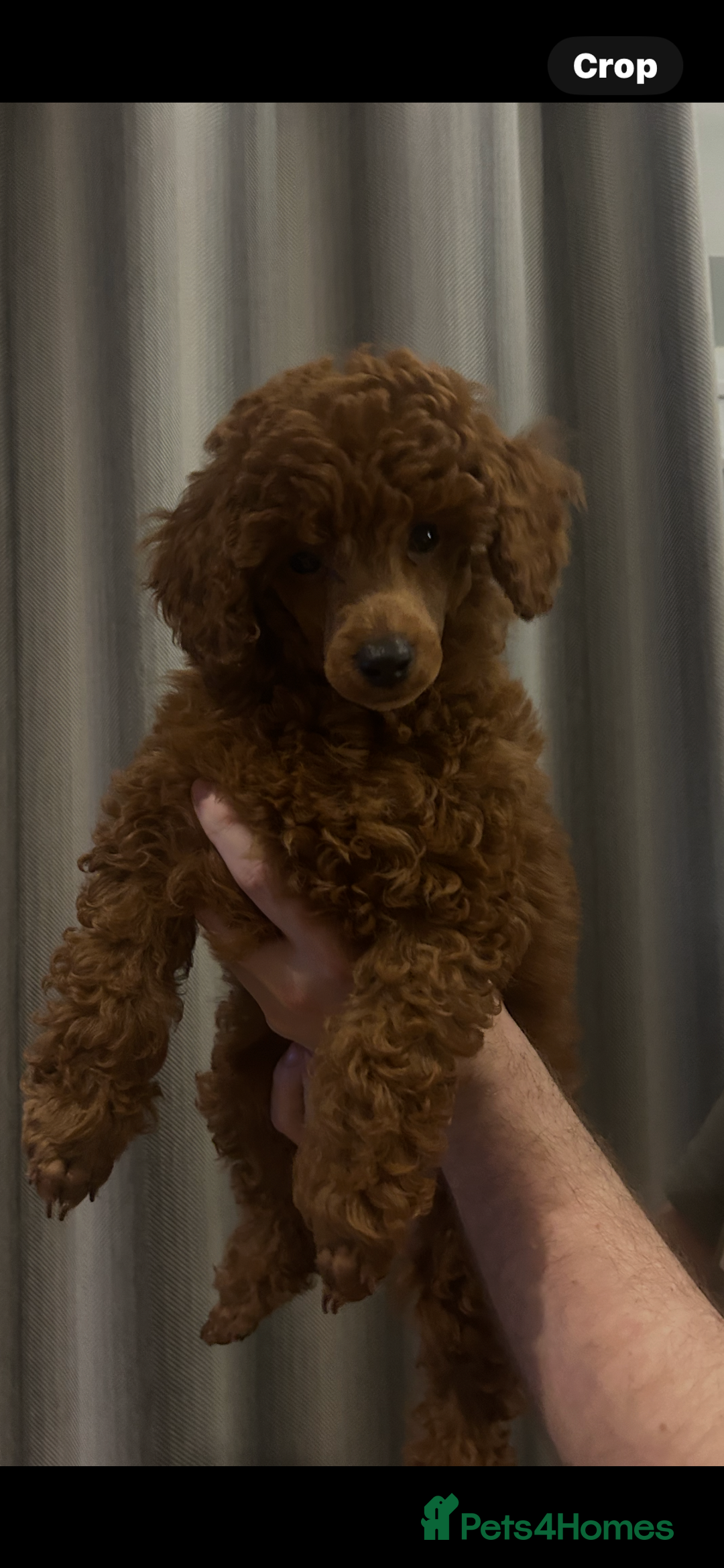 Miniature Poodle dogs for sale: Exceptional miniature poodle puppy  - Advert 4