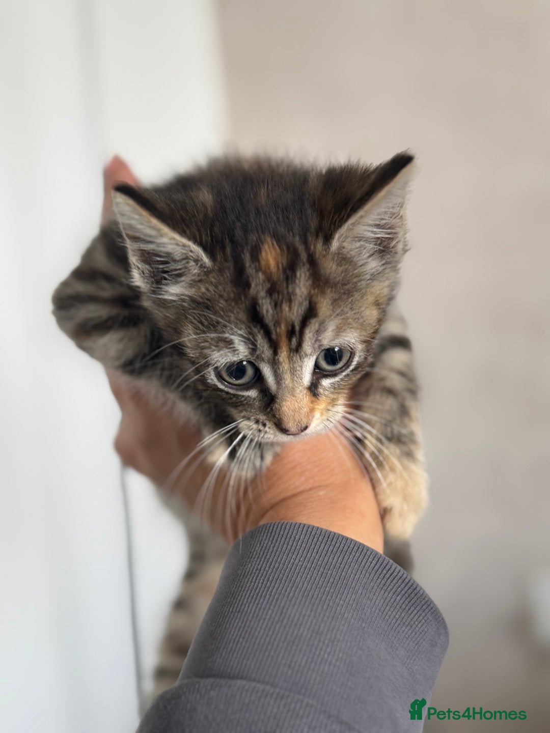 Mixed Breed cats for sale: 3 tabbie kittens looking for their forever homes - Image 10