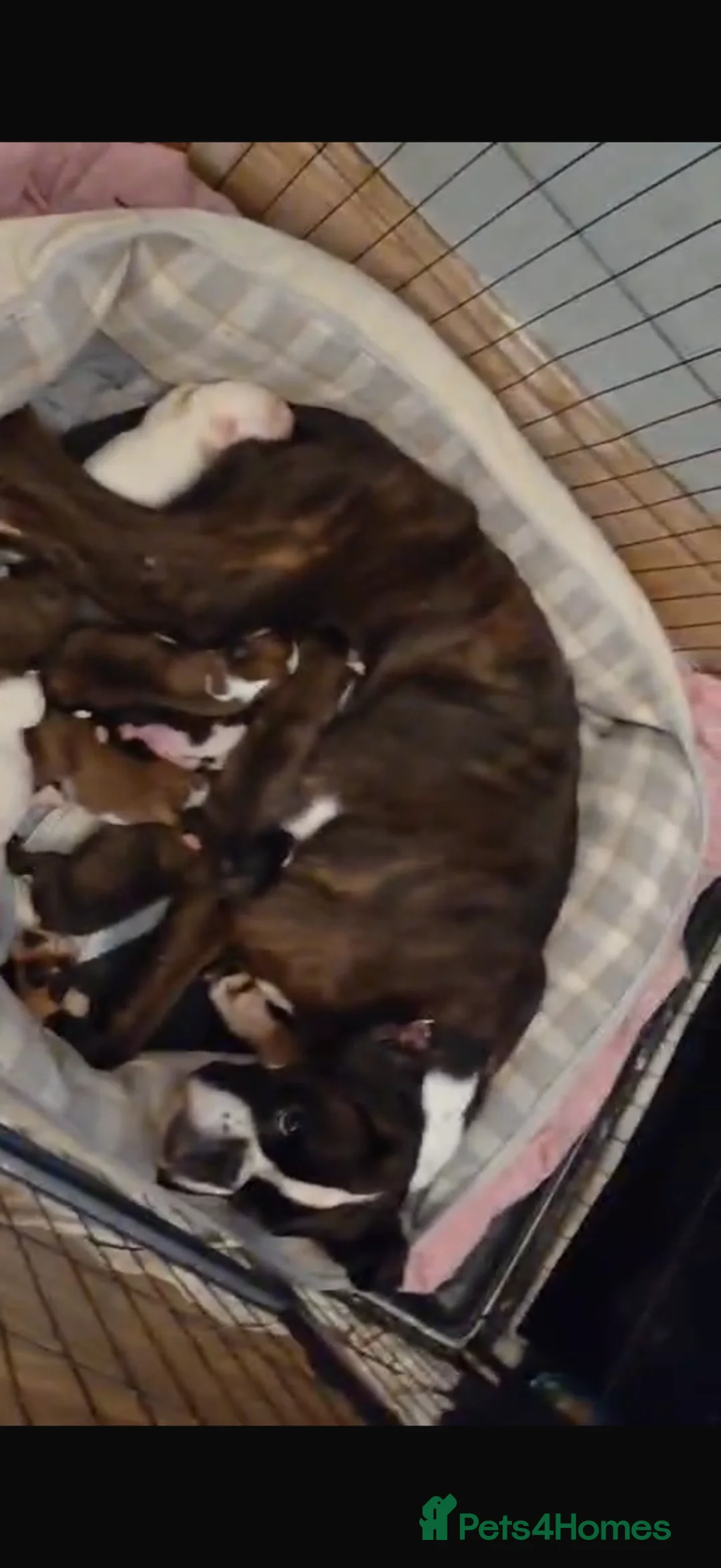 Boxer dogs for sale: Boxer Dog Puppies - Advert 8