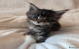 Maine Coon cats for sale: Maine coon kitten  - Image 7