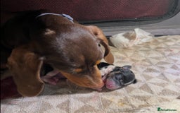 Miniature Dachshund dogs for sale: 2 miniature dachshund puppies  - Advert 1