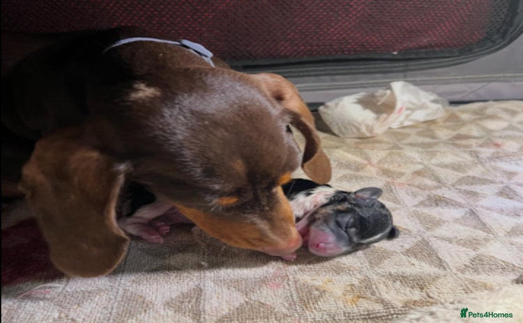Miniature Dachshund dogs 2 miniature dachshund puppies  - Advert 3