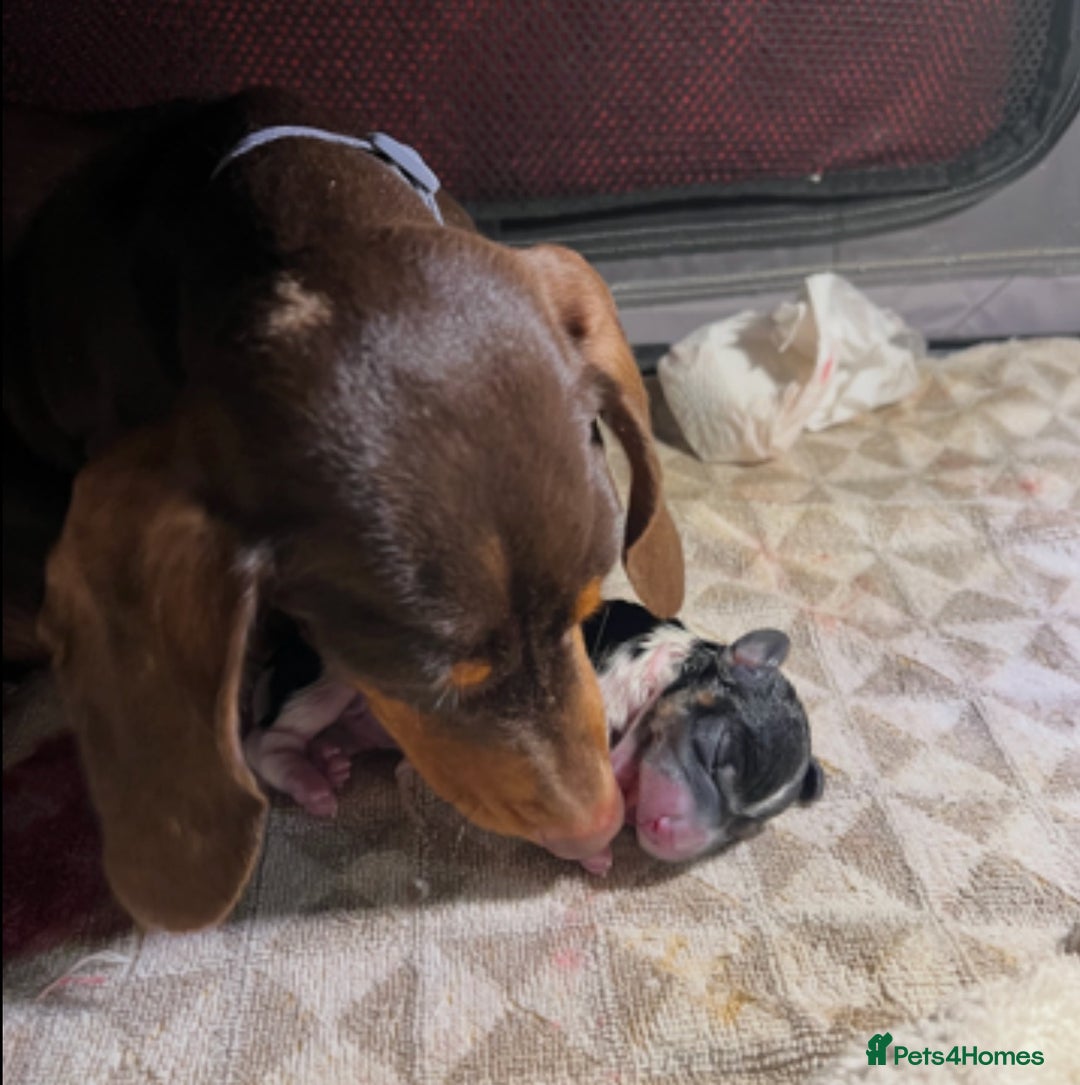 Miniature Dachshund dogs for sale: 2 miniature dachshund puppies  - Advert 1