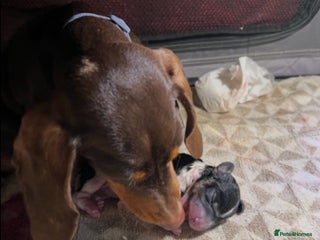 Miniature Dachshund dogs for sale: 2 miniature dachshund puppies - Advert 1