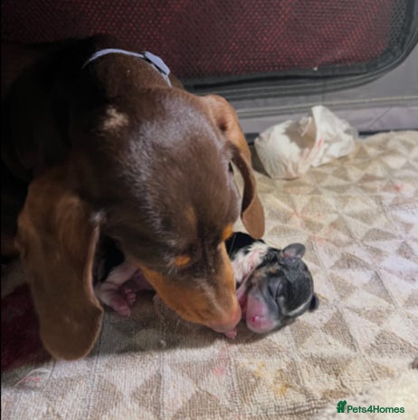 Miniature Dachshund dogs 2 miniature dachshund puppies - Advert 3