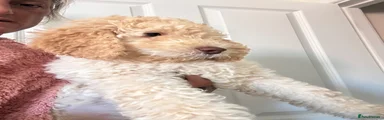 Labradoodle girl