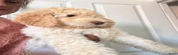 Mixed Breed dogs for sale: DNA tested Stunning labradoodle puppies - Advert 4