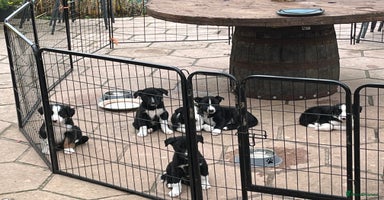Smooth Collie dogs - Advert 8