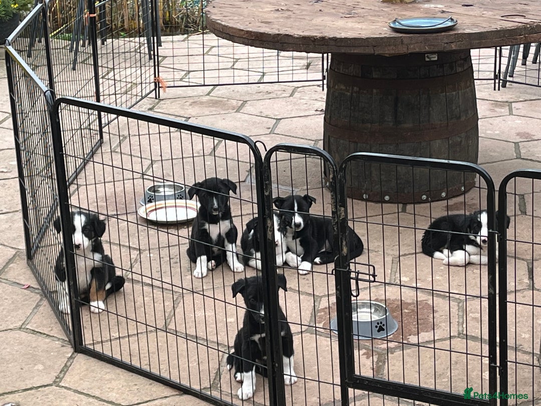 Smooth Collie dogs for sale: Collie x kelpie pups - Image 3