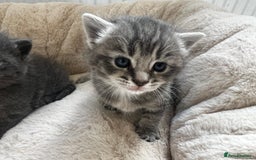 British Shorthair cats for sale: Grey British short hair male  - Image 1
