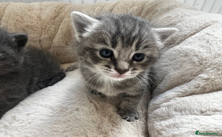 British Shorthair cats - Advert 16