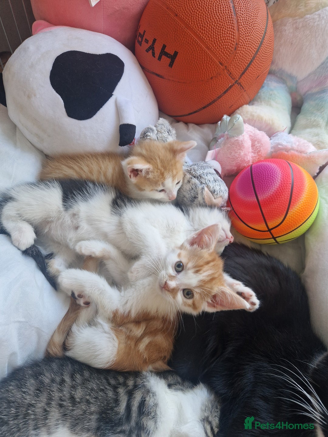 British Shorthair cats for sale: Six Gorgeous Kittens Available From Next Week - Image 32