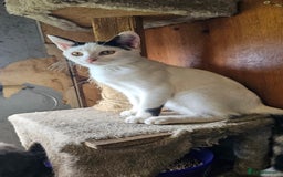 Domestic Shorthair cats for sale: 3 beautiful kittens left - Image 4