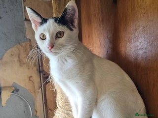 Domestic Shorthair cats - Advert 15