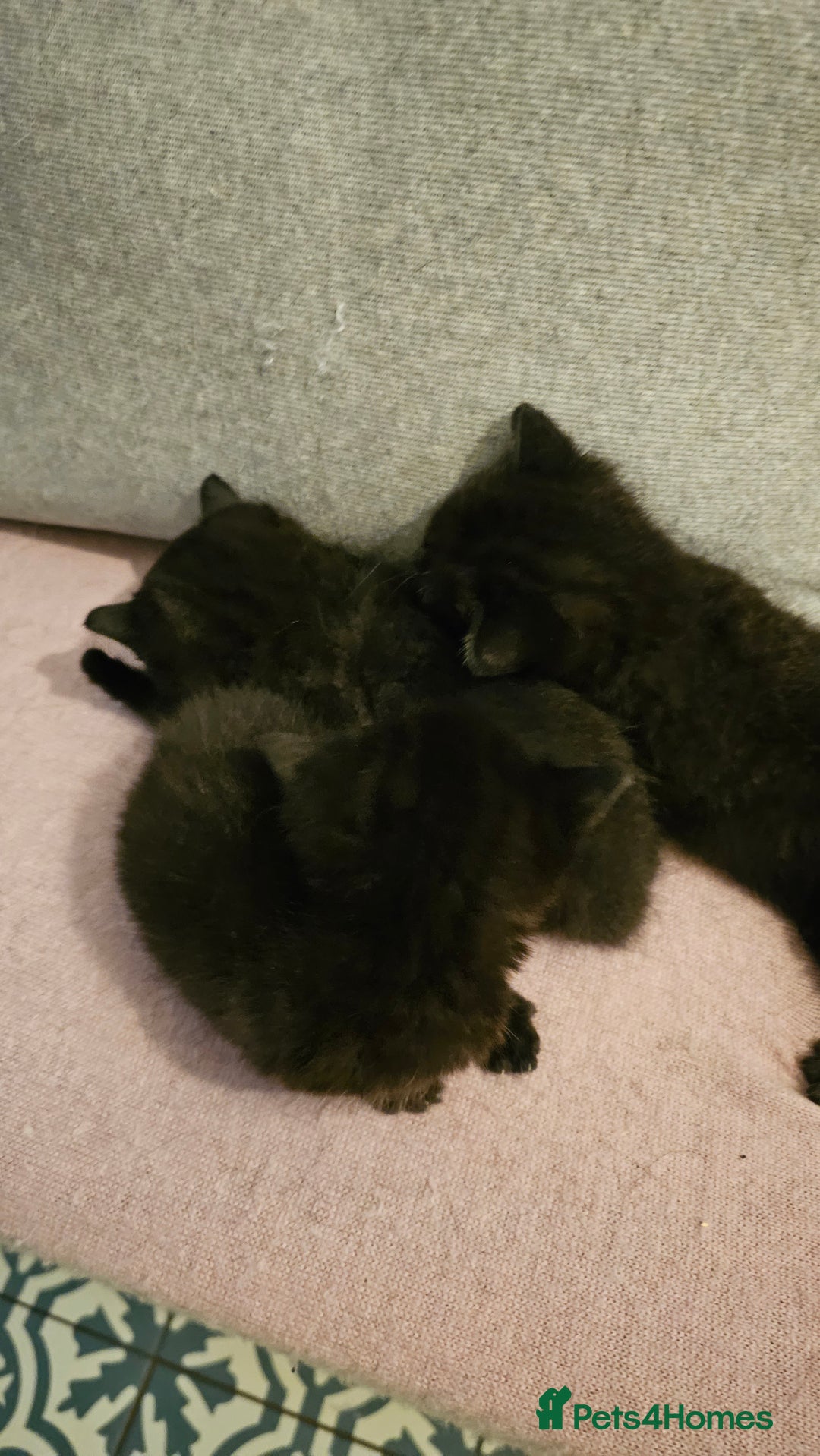 Bombay cats for sale: Selling 3 friendly kitten 😸 ♥️  - Advert 7