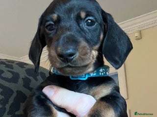 Miniature Dachshund dogs 2 boys LEFT mini smooth Dachshund pups - Advert 2