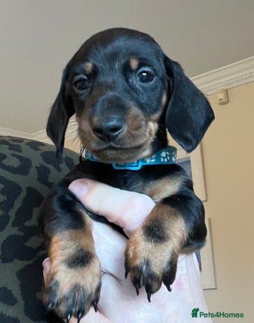 Miniature Dachshund dogs 3 boys 1 girl left mini smooth Dachshund pups - Advert 2