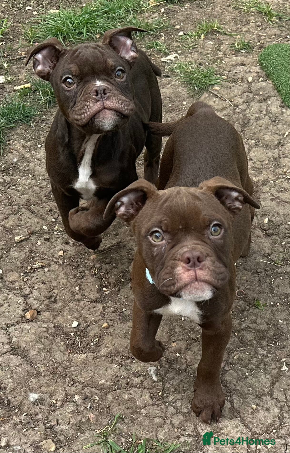 Old Tyme Bulldog dogs ⭐️Reduced⭐️ Old English bulldogs  - Advert 1