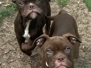 Old Tyme Bulldog dogs ⭐️⭐️Puppies 🐶 Reduced⭐️⭐️ Old English bulldogs - Advert 3