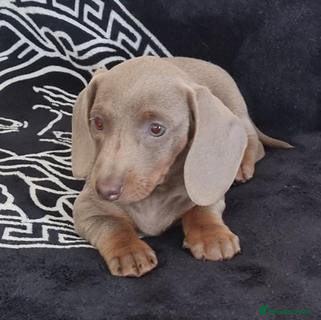 Dachshund dogs for sale: Gorgeous Mini Dachshund puppy's  - Image 14