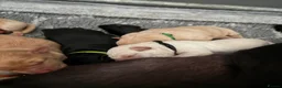 Labrador Retriever dogs for sale: 🐶STUNNING LABRADOR PUPPIES 🐶 - Advert 16