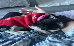 Cavalier King Charles Spaniel dogs for sale: king charles cavalier  - Image 10