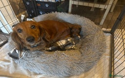 Miniature Dachshund dogs for sale: 1 Female Long Haired Miniature Dachshund - Image 2