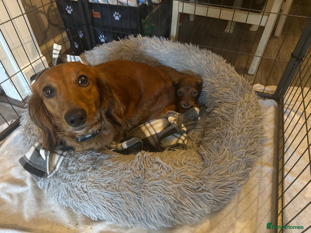 Miniature Dachshund dogs for sale: 1 Female Long Haired Miniature Dachshund - Image 2