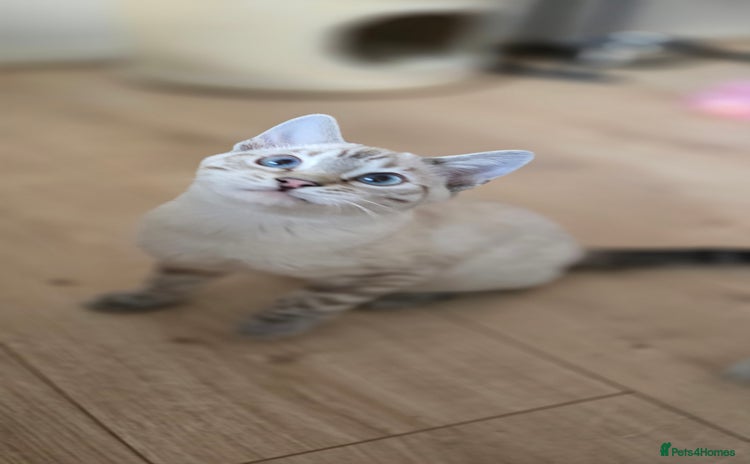 Bengal cats Tica registered Snow Bengal Boys - Advert 10