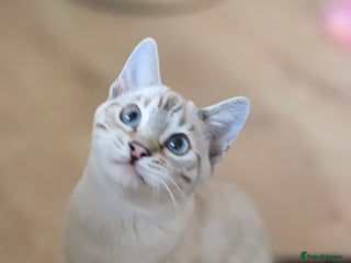 Bengal cats Tica registered Snow Bengal Boys - Advert 1