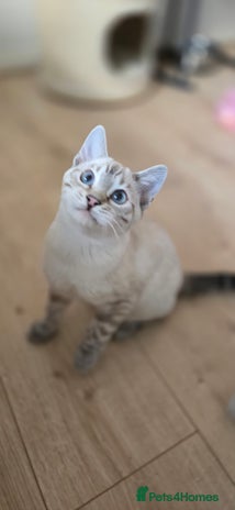 Bengal cats Tica registered Snow Bengal Boys - Advert 1