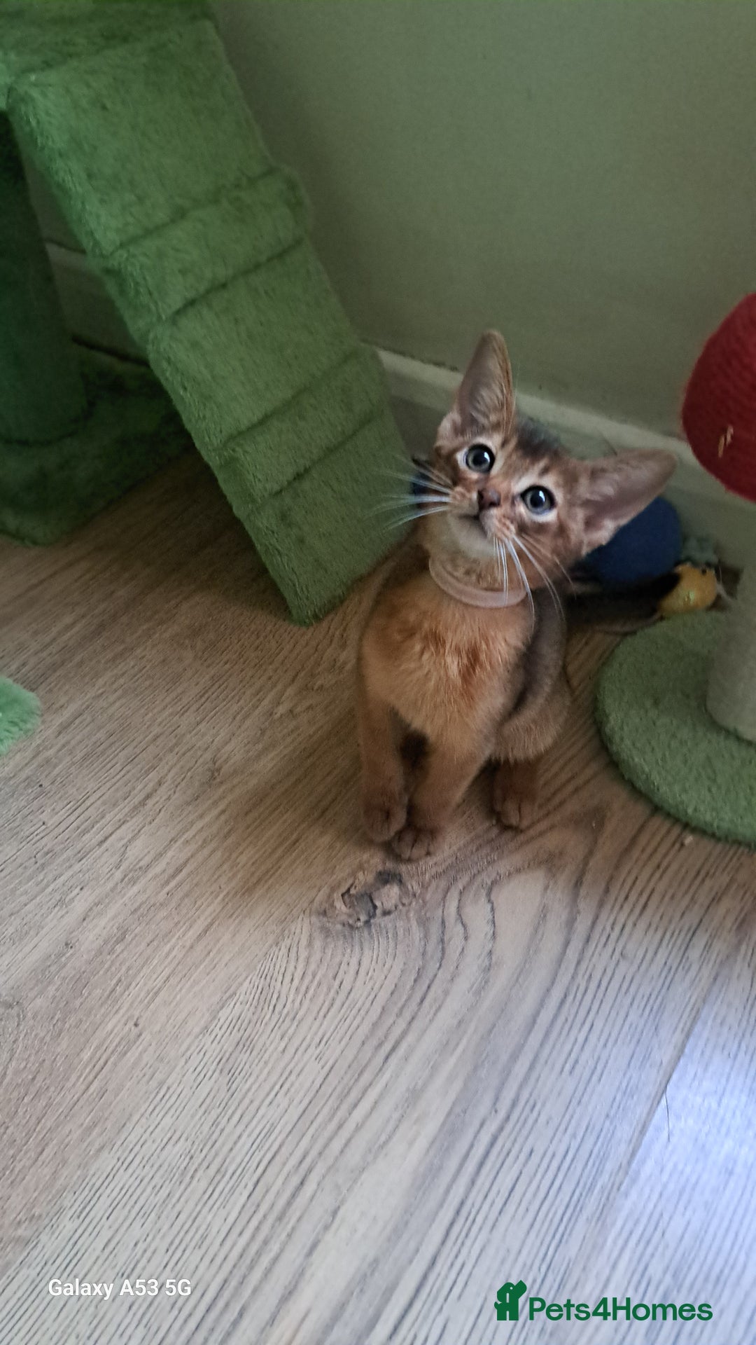 Abyssinian cats for sale: 5⭐️ TICA Pedigree Abyssinian Kittens - Advert 7