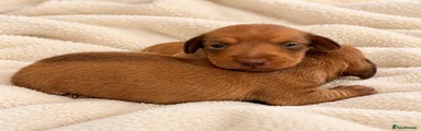Miniature Dachshund 2