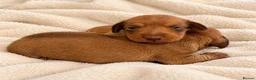 Miniature Dachshund dogs for sale: 🤍exceptional KC PRA clear miniature dachshunds   - Advert 4